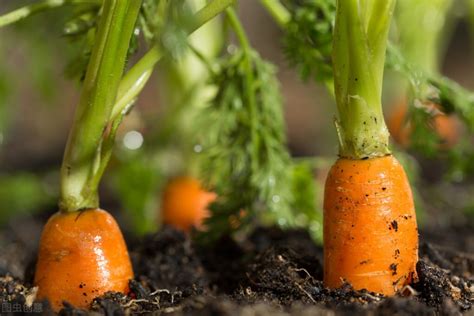怎样才能在家种胡萝卜