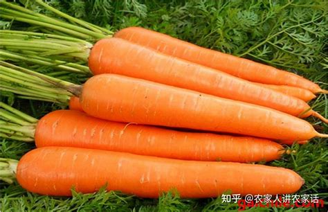 怎样种植好胡萝卜