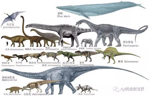 恐龙所有历史