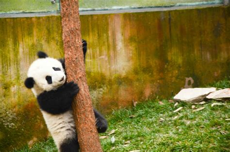 成都大熊猫繁育基地对警察免费吗