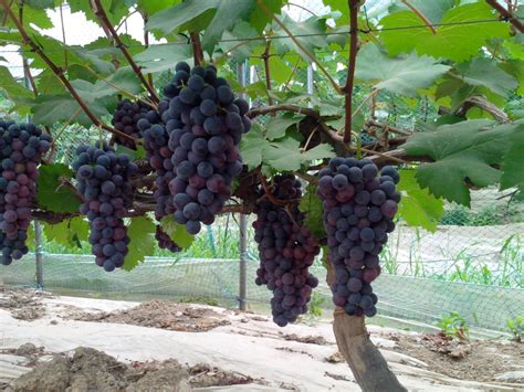 我国种植葡萄的季节