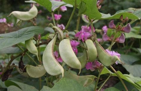 扁豆的种植条件与方法