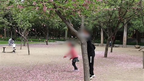 摇樱花树拍视频的人