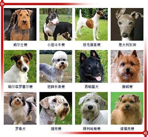 救生犬有哪些品种