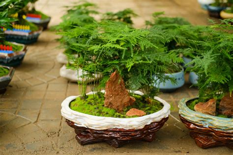 文竹的栽培方法和技术