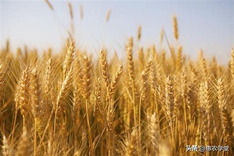 新小麦现在多少钱一斤