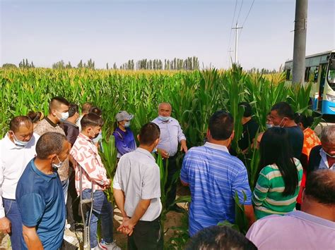 新疆农业技术推广实施办法