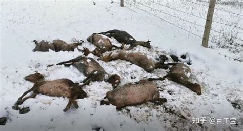 新疆多地普降大雪冻死多少羊