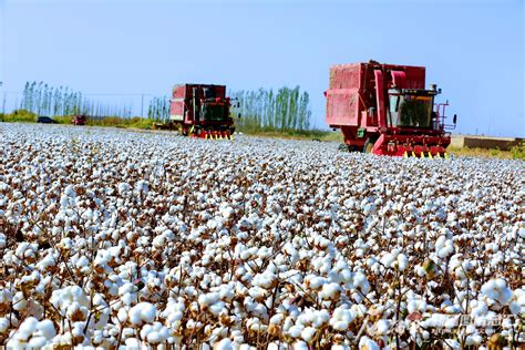 新疆棉花种子备案