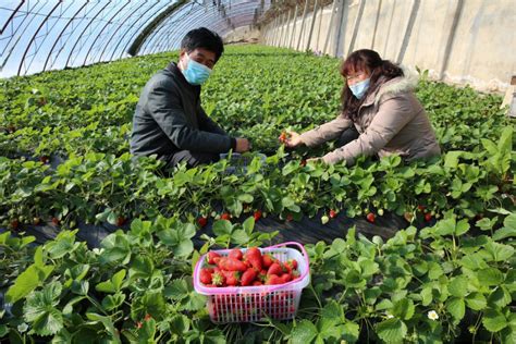 新疆草莓大田种植方法