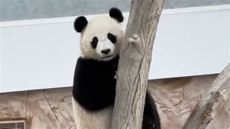 旅卡塔尔大熊猫被四川话成功召唤