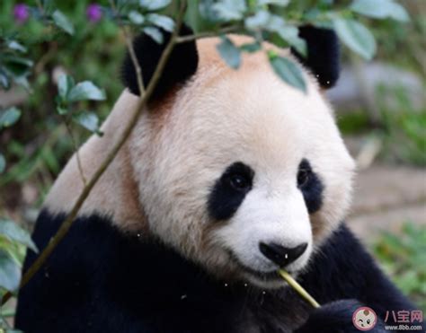 旅居卡塔尔大熊猫只能听懂四川话