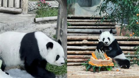 旅泰大熊猫林惠去世央视