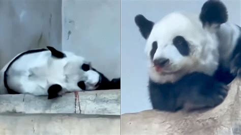 旅泰大熊猫林惠死亡正常吗