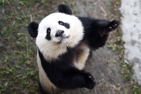 旅美大熊猫回国刻板行为