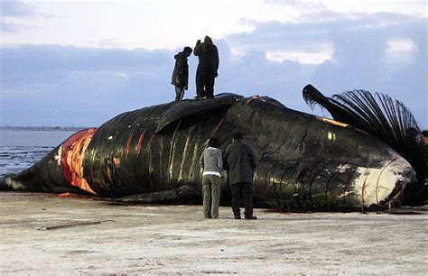 日本和丹麦为什么杀鲸鱼