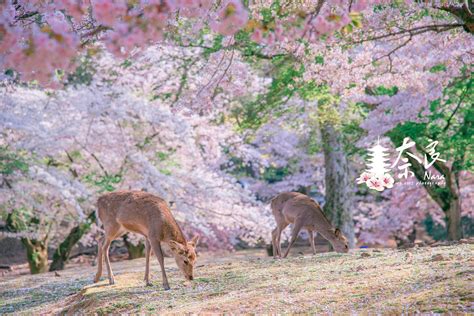 日本奈良公园骑行视频
