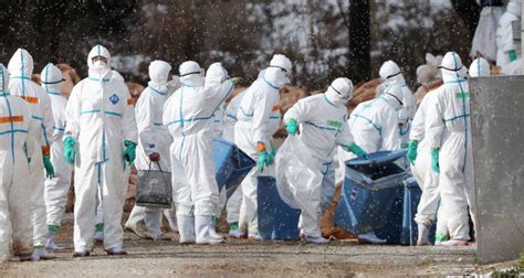 日本禽流感疫情最新通报