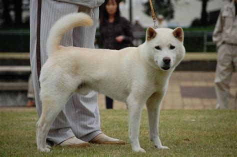 日本都有哪些名犬