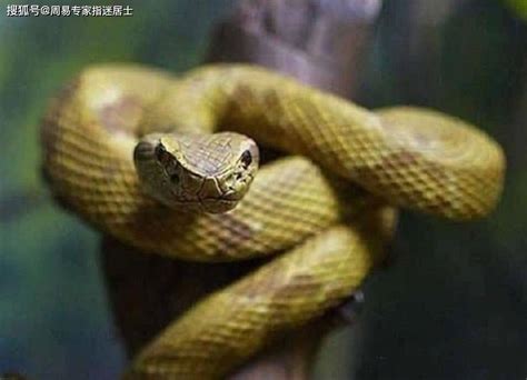 早晨梦见蛇是什么预兆