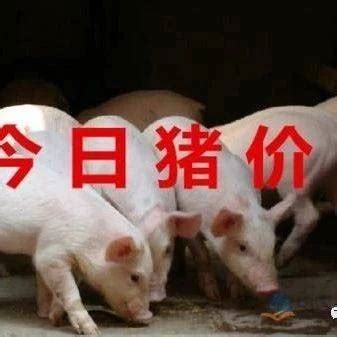 明天最新猪价广元