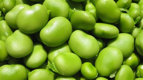 春季养生蚕豆的食疗功效