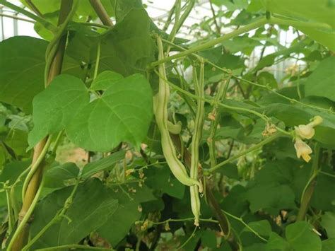 春季菜豆怎么种植