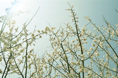春暖花开的图片高清图