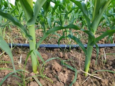春玉米施肥技术方案