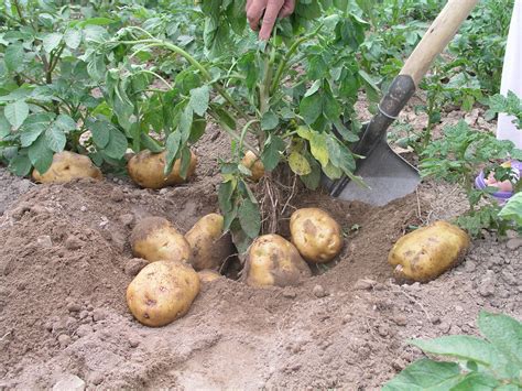 春马铃薯种植时间和方法