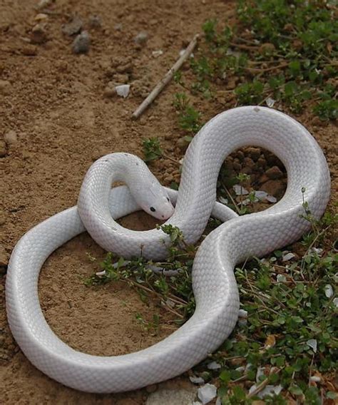 昨晚梦见一条白色的蛇