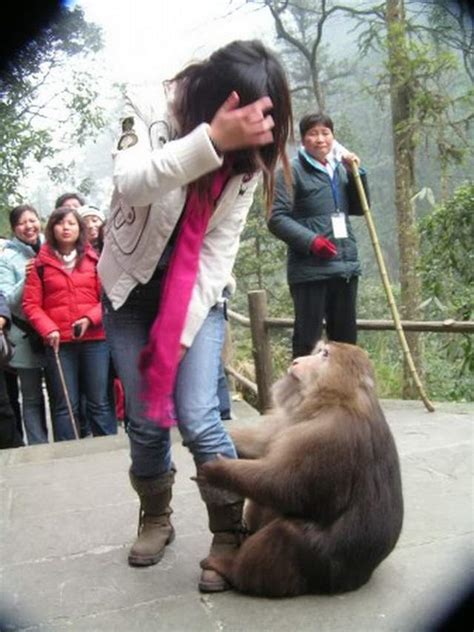 景区回应一女子给猴子喂食被掌掴