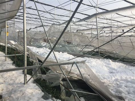 暴雪压塌30亩蔬菜大棚