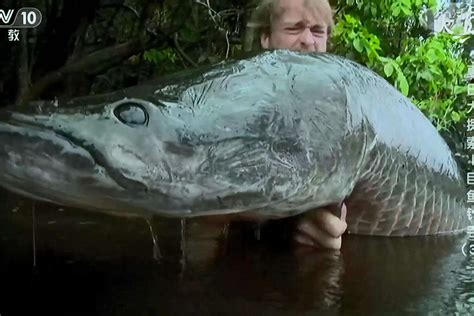 最大的巨骨舌鱼