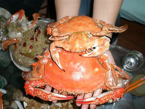 最大螃蟹有多大