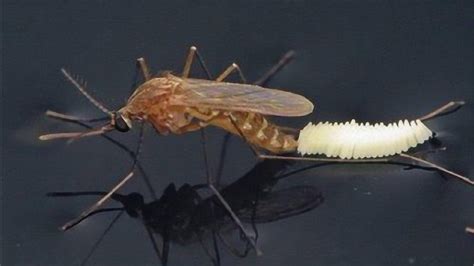 最近出现的大蚊子是怎么回事