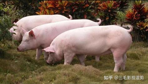 最近肥猪价格多少钱一斤