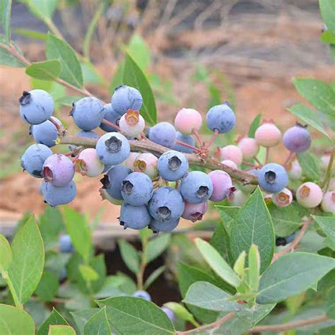 最适合家庭种植的蓝莓