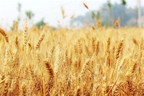 最适宜黄淮北区种植的小麦品种