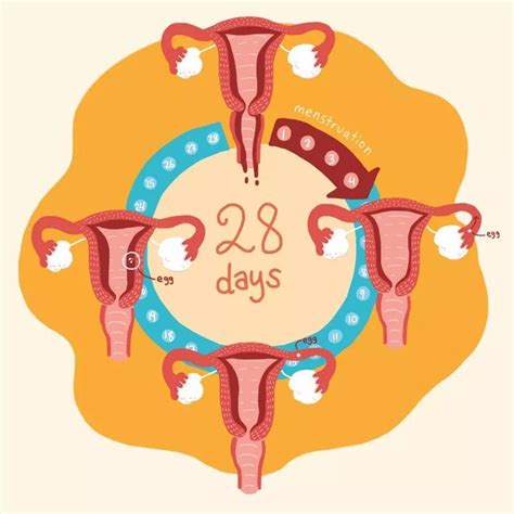 月经天数短容易怀孕吗