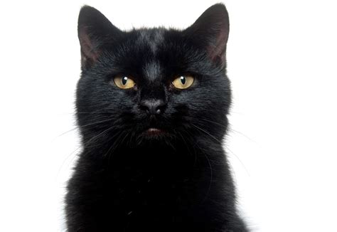 有一个黑色的猫的网站