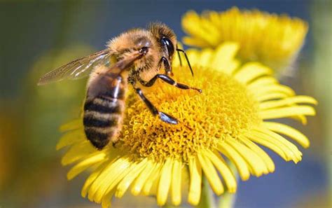有关于蜜蜂的知识