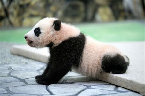 有没有在野外捡到过大熊猫幼崽