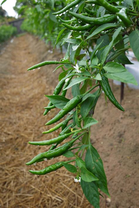 朝天椒盆栽种植方法