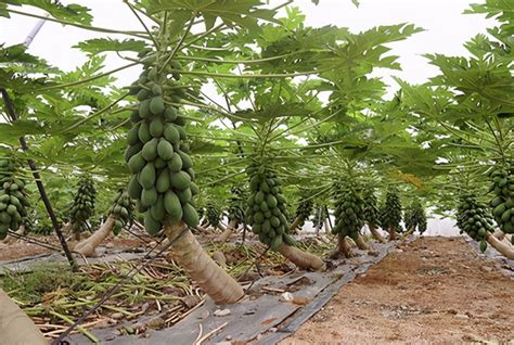 木瓜怎样种植和管理