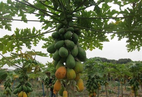 木瓜怎样种植的