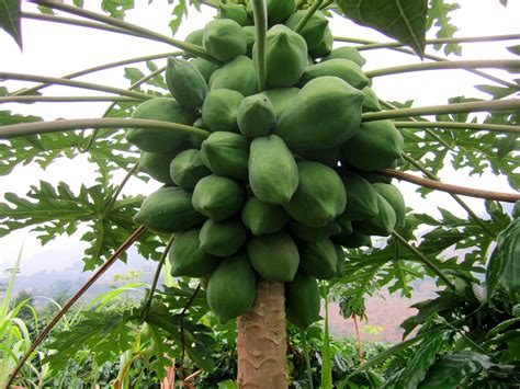 木瓜的种植方法及栽培技术