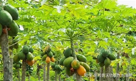 木瓜种植技术及注意事项