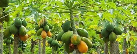 木瓜种植方法和技术要点