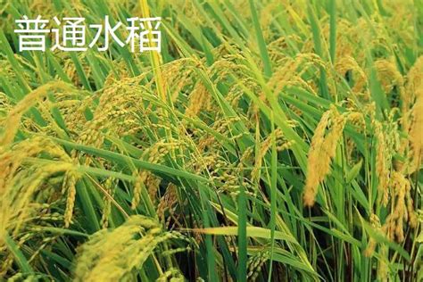 杂交水稻与原生水稻的区别